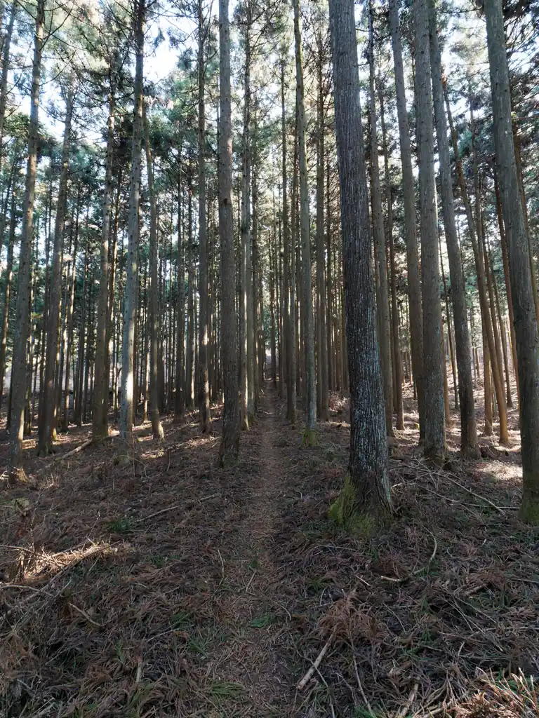 このあたりは整然と木が並んでいて美しい。