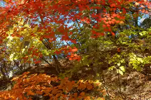 紅葉の大菩薩嶺を歩く