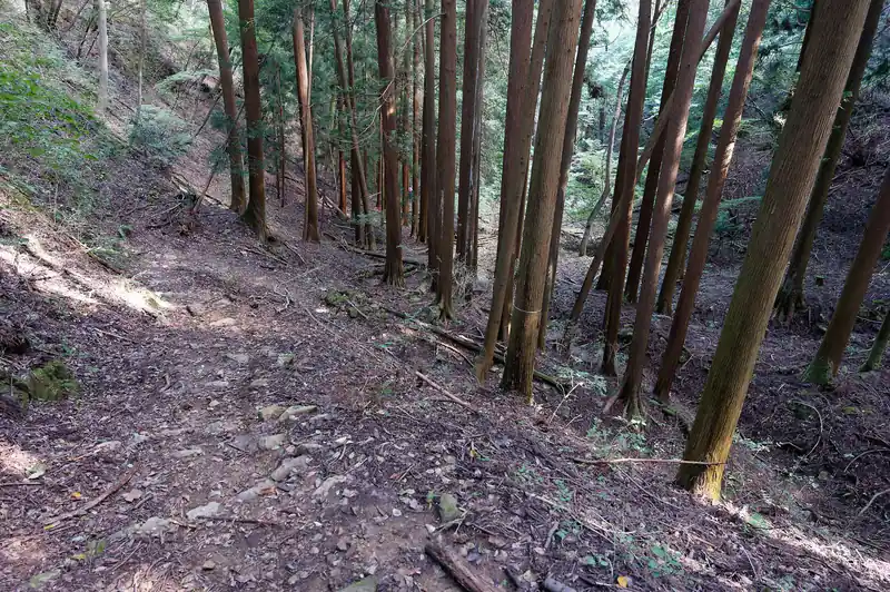 薄暗い樹林帯の道へ。