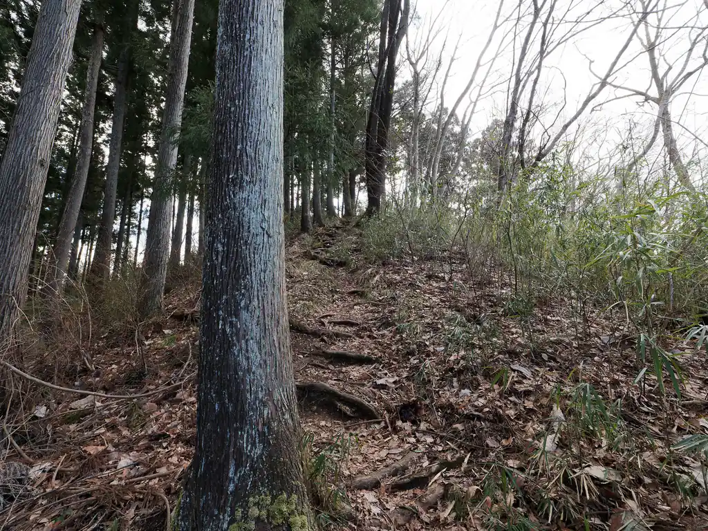 ようやく山頂らしきピークが見えてきた。