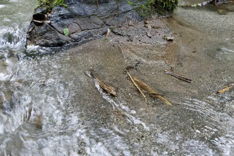 近くを流れる沢は珍しく砂浜みたいなサラサラとした砂です。
キラキラ光っているんですが、これはどうやら黄鉄鉱のようです。
