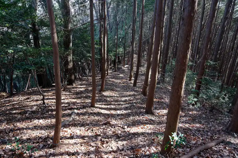 非常になだらか。歩きやすい。