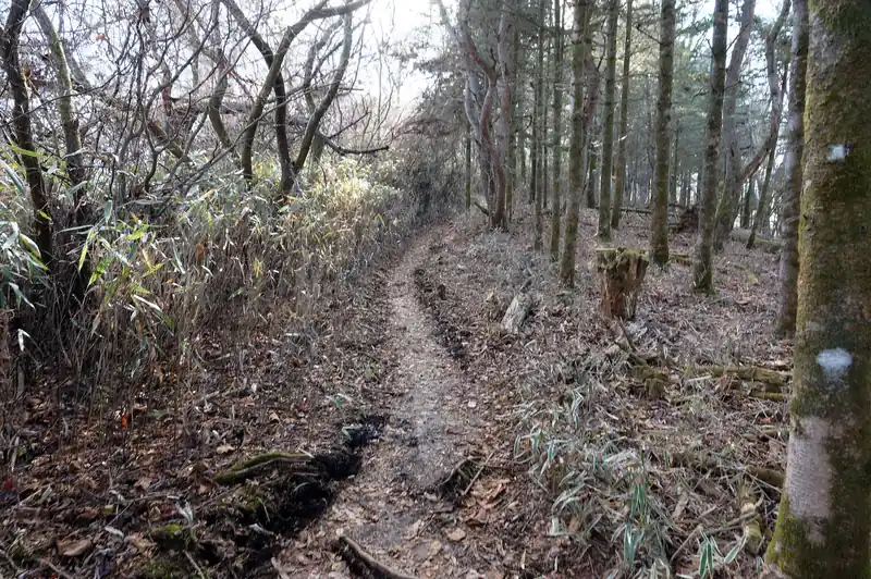 鞍部まで降って登り返し。このあたりまで来ると地面はしっかりしていて比較的歩きやすくなる。