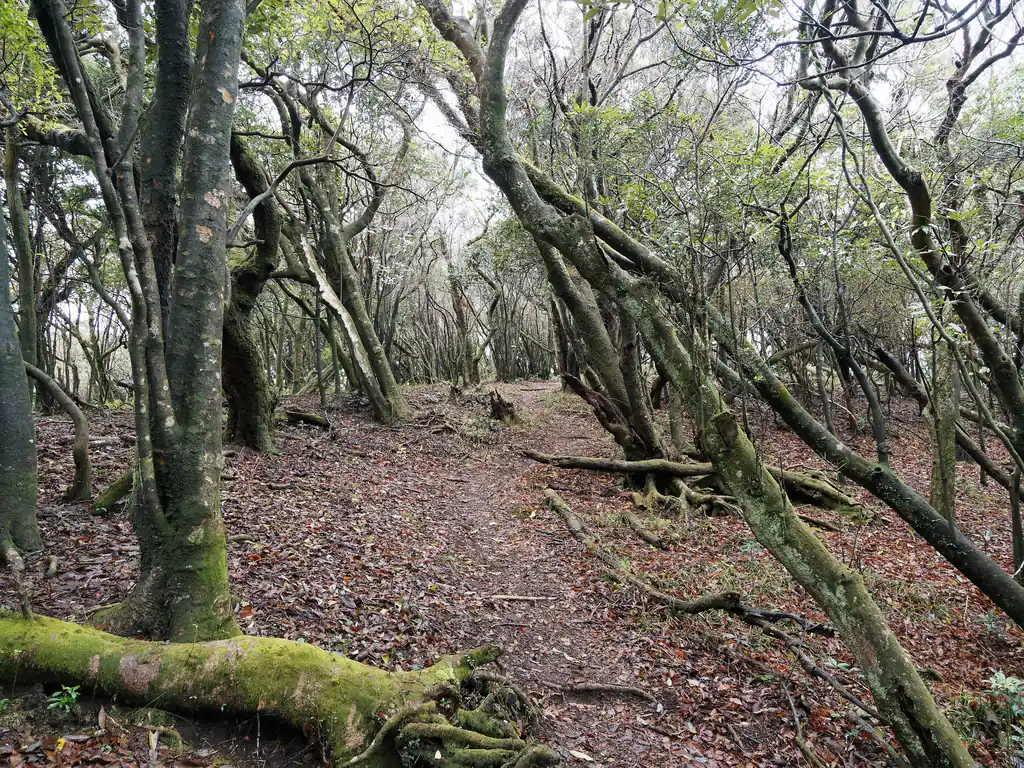 歩き始めはしばらく背の低い樹林帯を歩く。