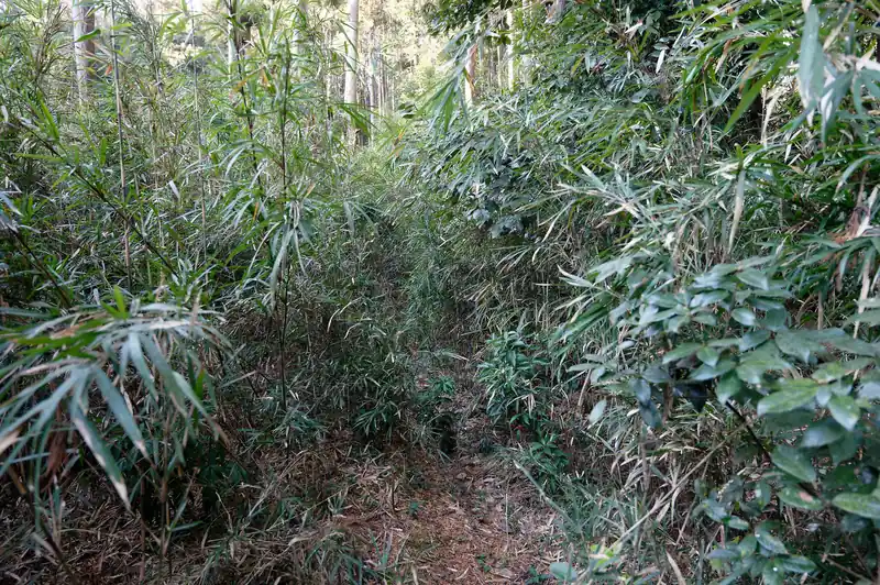 うへ～こりゃ参ったね、と思って必死に藪をかき分けているところです。
冬だからマシなんじゃないかな～と思ったけど、年中こんな感じかも。