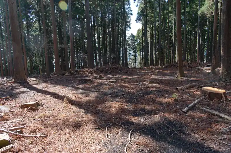 イモジ山、なんもないです。
ここから先はしっかりとした道がついていた。