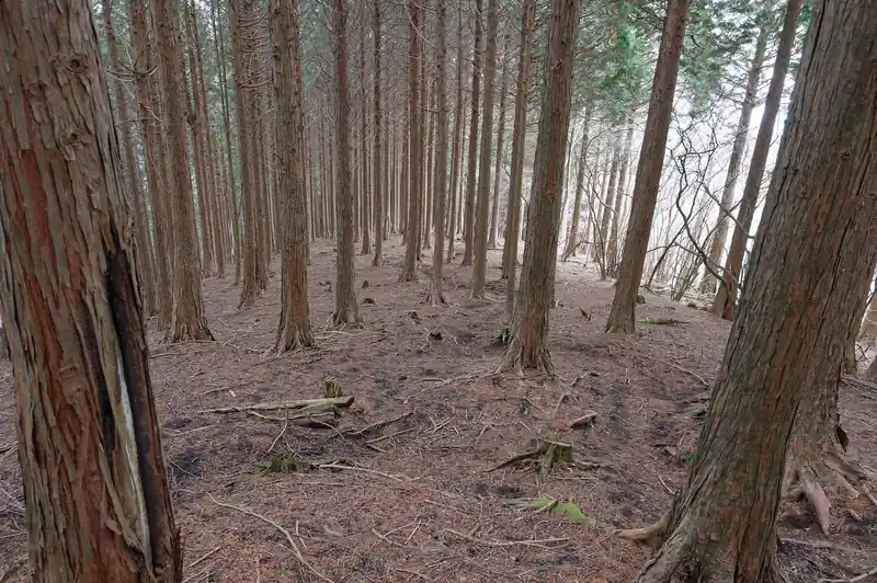 ダルマ沢ノ頭から東側へ続く道は登りの階段地獄とは打って変わってなだらかで非常に歩きやすい。
