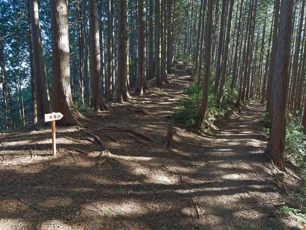 巻き道らしい右側の道を歩こうかと思ったが、折角なので羽賀山まで登ってみることにする。