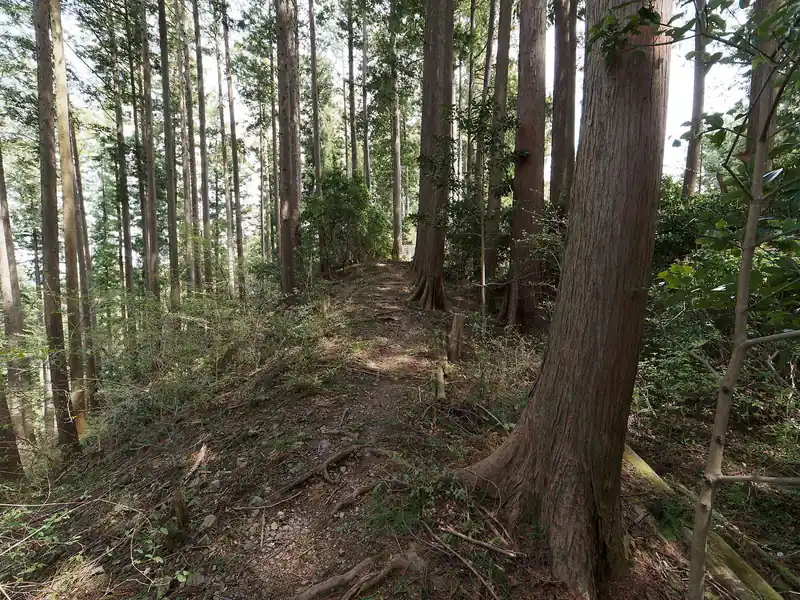 ある程度登ると平坦になって…