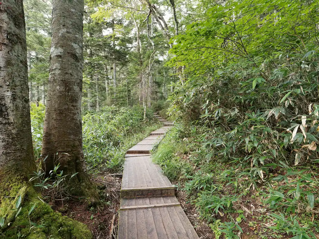 まずは登山口から大江湿原に向かいます。しばし歩きやすい木道を歩いていく…。
言うまでもないですが、尾瀬と言えば木道。今回歩いたコースの80%くらいは木道でした。
こういう道って苔むしてたりすると、本当に滑るので注意が必要なんですが、私が歩いた限りだと、滑りやすいところはなかったと思う。朽ちて泥濘に埋もれてるところはあったけど。主に燧裏林道に。

少し前まではモンベルのリバーシブルグリッパーという製品があって、それが滑りやすい木道にメチャクチャ良い！と評判だったのですが、今はモデルチェンジのせいか、木道用の面がなくなってしまいました。残念…。