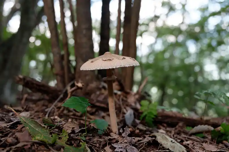これまた今回の山行でよく見たキノコ。