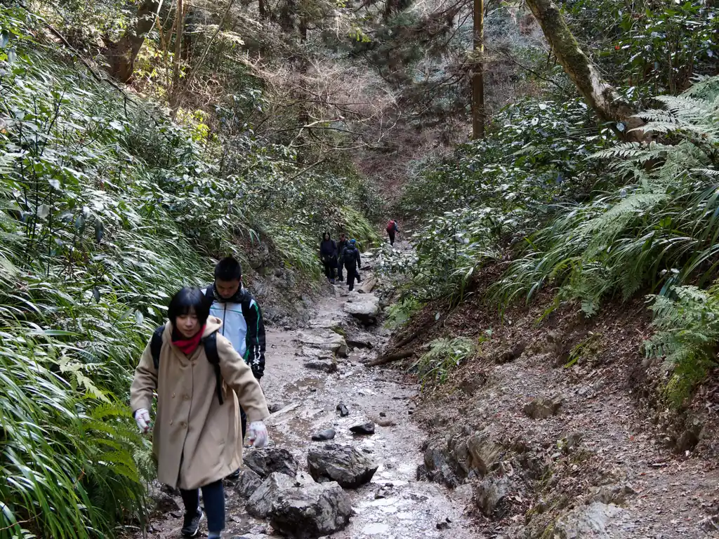 このコース、凄いのは木の階段が終わってからすぐの登山道が沢と完全に一体になっています。

こういう道は歩いたことがないので、なかなか楽しい。

しかし結構普通の街歩きみたいな恰好した人でもこのコースで登ってくるんですねえ。真冬の1月とはいえ、流石にコートで汗かいたら面倒な気もするけど…。