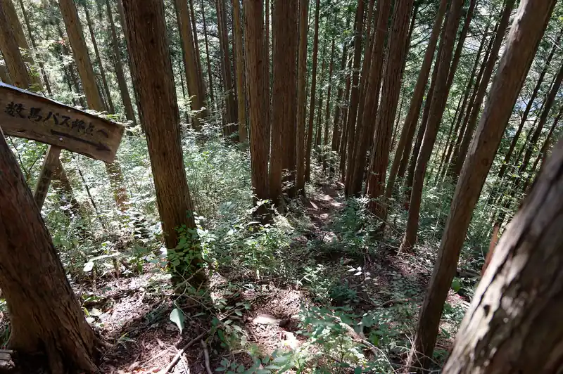 地形図通り急降下。
降りるまでずっとこんな感じなんじゃないかな、この道。