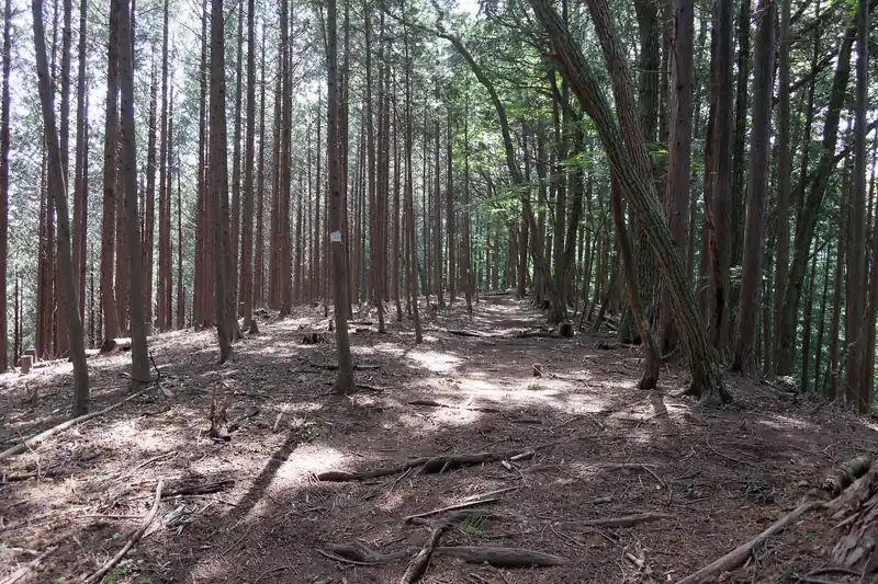 サス沢山から最初はなだらかな道が続く。