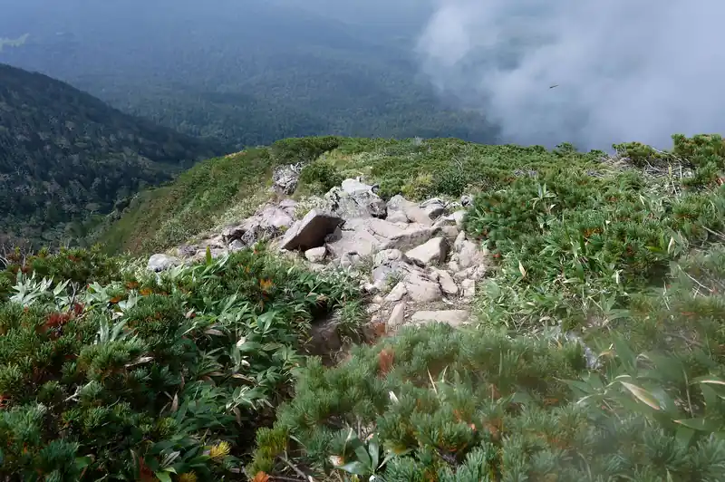 次第にハイマツが登山道に侵食してきているものの、道は明瞭。