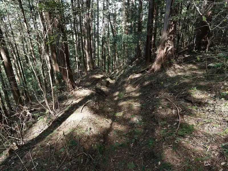 下る道も明瞭で歩きやすい。