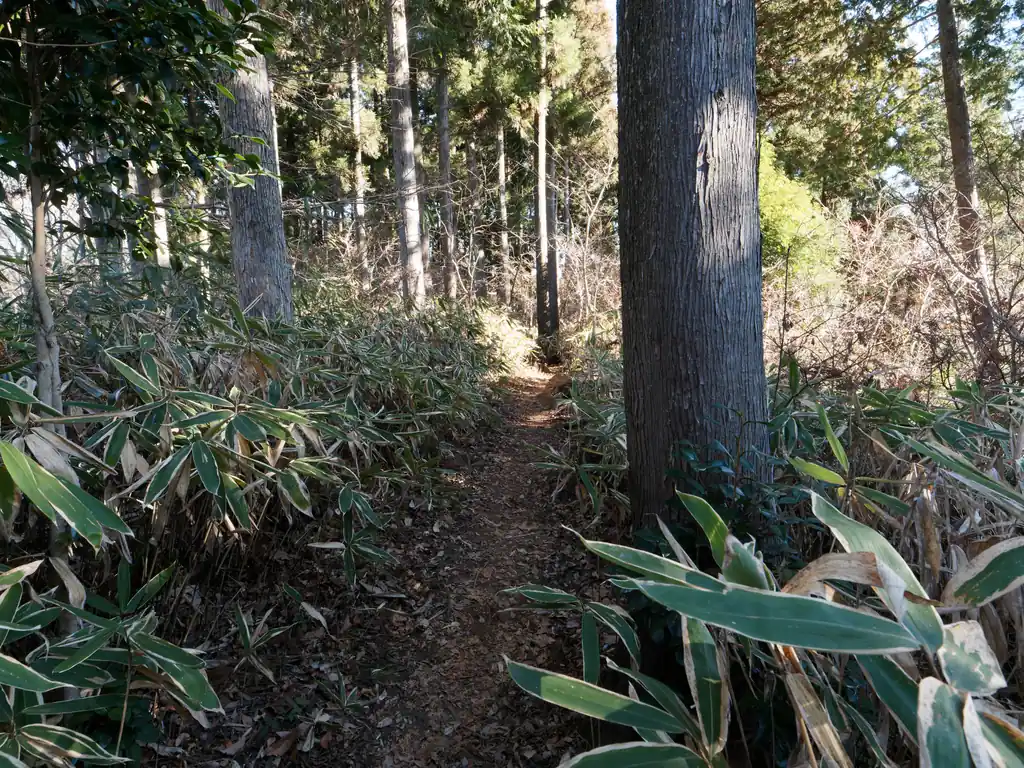 登り切ってすぐそこが堂所山なのかな、と思っていたけど、少し笹道を進む。