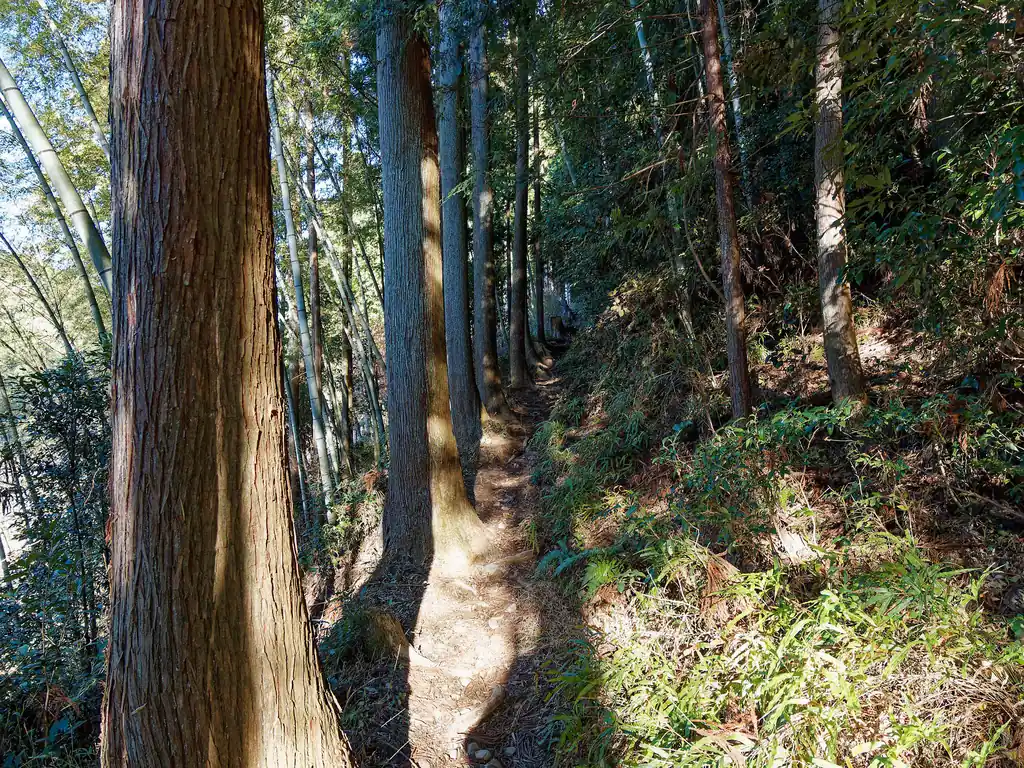 登山口から少し進んだ岩の上に、猫が座っていたのだが、カメラを取り出す動きをしたら逃げてしまった。目が光っていて最初は猫とわからず、少し驚いた。