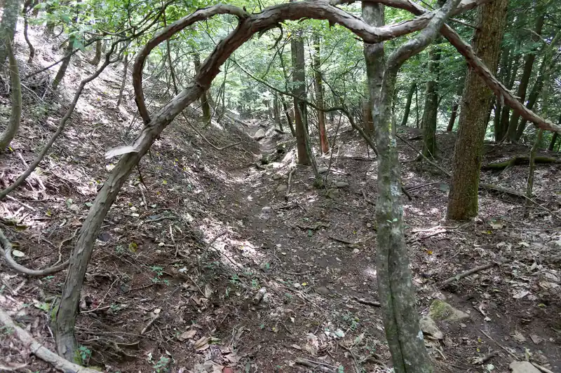 あとは緩やかに下る尾根道を歩いていくだけです。
この道はもう何度か歩いているので特筆すべき点は特にありません。
とにかく歩きやすくてのんびりと下っていく道です。