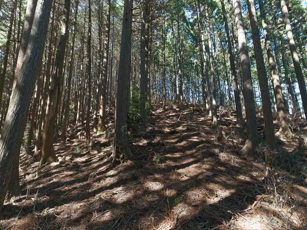 真藤ノ峰もだいぶ近くなってきた。ここは左に巻けそうな雰囲気を感じたのだが、今回の辛神尾根・ロンデン尾根に巻道なんてもとがないことはもうわかっている。
この道には直登しかないのだ。