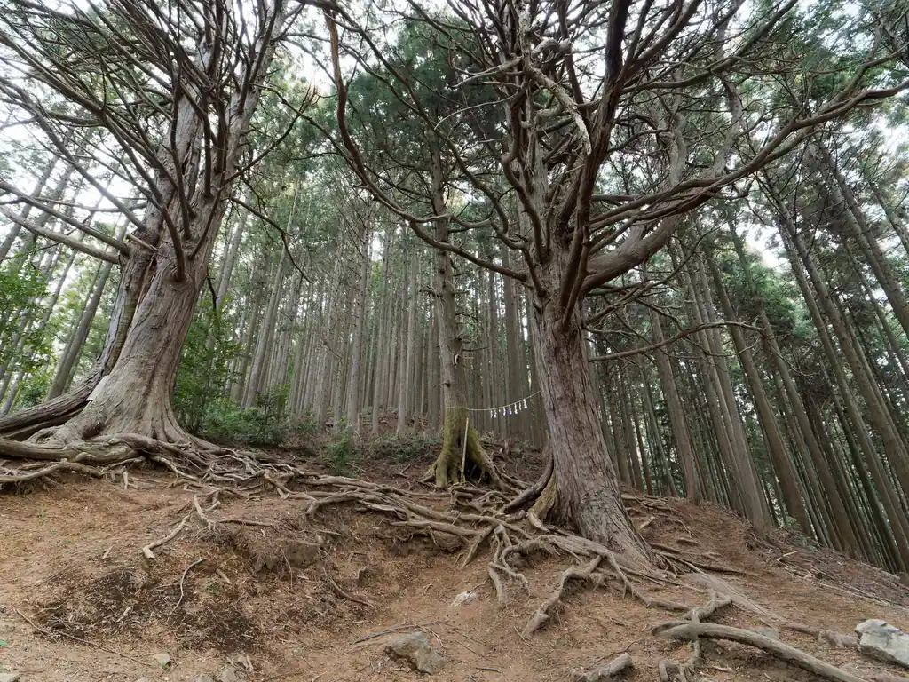 突如現れる巨木。惣岳山はかなり近いようです。
惣岳山山頂には青渭神社もあり、信仰の山なんでしょうね。そういえば高水山の方も山頂から少し降ったところに常福院というお寺がありますね。