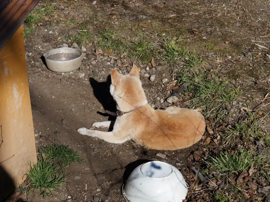 登山口横に犬がいたので撮ってみた。カメラを出す前までは顔が見えていたのに、カメラを出した瞬間これである。