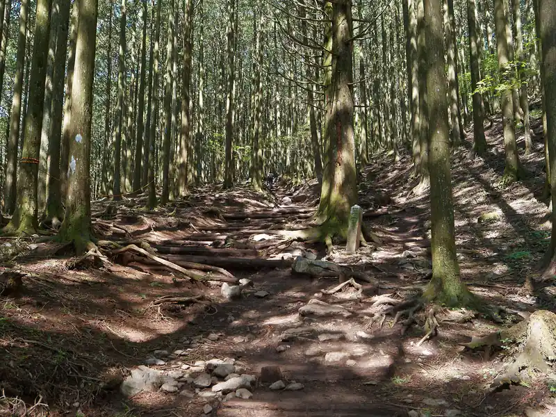大杉広場を超えてから、徐々に登山道上に石が出てくる。
とはいえ、歩く分には全く問題ない。