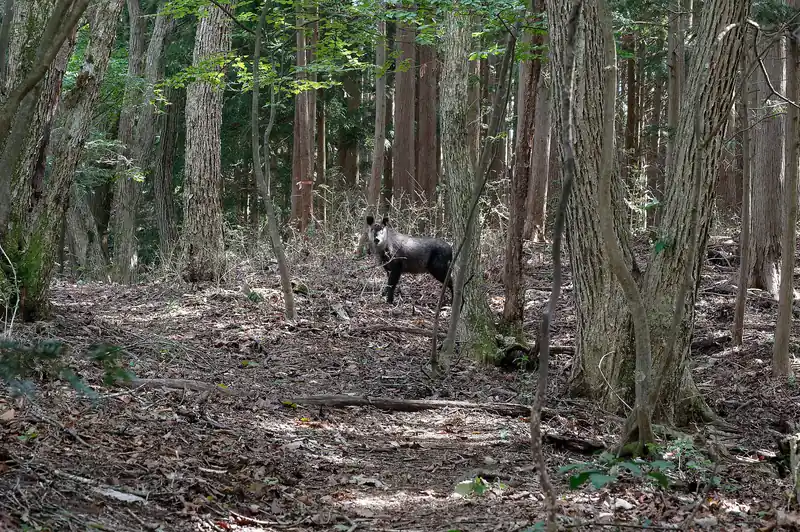 そのまま歩いていくと、尾根道コースと巻き道コースがあり、今回は尾根コースを選択。分岐から登ってすぐのところでカモシカを発見。

カモシカは好奇心が強いので、近寄っても逃げないかな？と思ったのだが、ゆっくり歩いて行くとすぐに逃げて、写真右側へ斜面を下っていった。