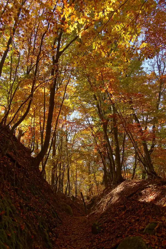 この紅葉のトンネルはいつまで続くのだろうか。