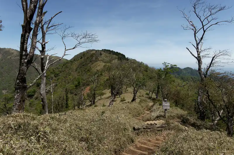 すると樹林帯を抜け開けた道へ。
思いの外丹沢山ピストンをする人は多いのか、道中大勢の登山者とすれ違い、追い越されてた。