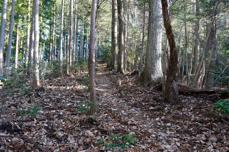 入口だけ藪っぽかったが、それ以降は明瞭で歩きやすい道となる。