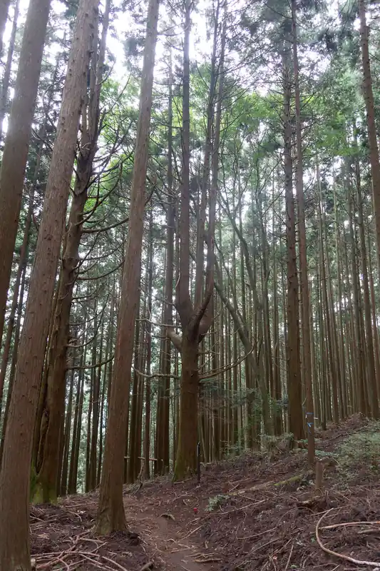 植林の森の中を通る道へ。だいぶ道の雰囲気は穏やかになってきました。
途中シンボリックな大きな杉があり、近寄ってみると…