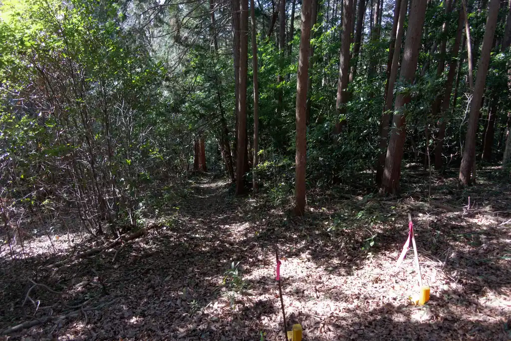 こっちはもっと明瞭な道。どこへ続くのかはわからない。