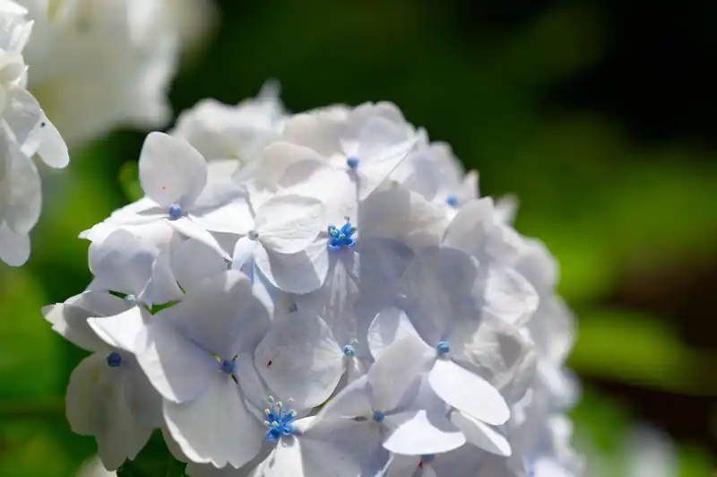 定峰峠で咲いていた紫陽花。外界じゃもうシボシボになっているところもありますが、このあたりは標高が少しだけ高く、若干涼しい分まだ大丈夫みたい。