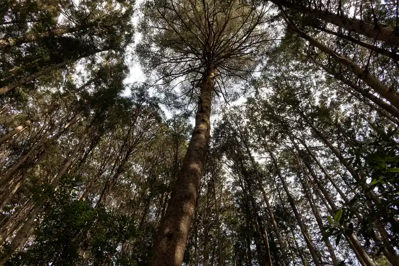 途中立派な木があって、思わず写真を撮ってみた。