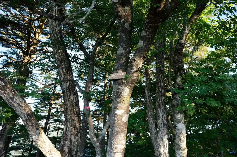 往路ではパスしてたヨモギノ頭。