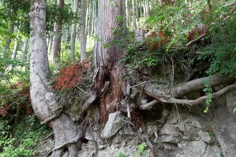 この木倒れそうだなあ、と思ってみていた。この先にある東屋で、散歩中のおじいさんと遭遇し、しばし雑談。