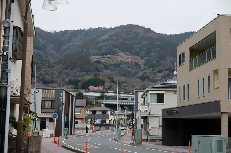 早速向かいの山に桜らしきピンク色が見えますが…