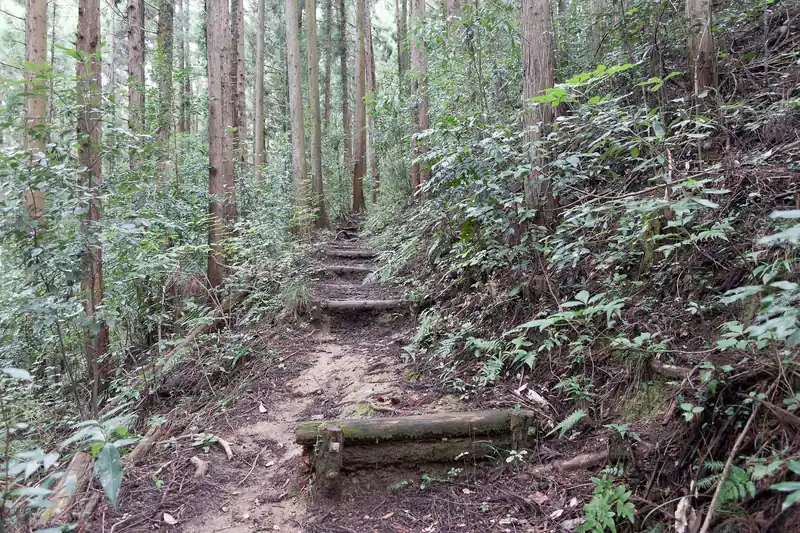 すぐに歩きやすい登山道になりました。