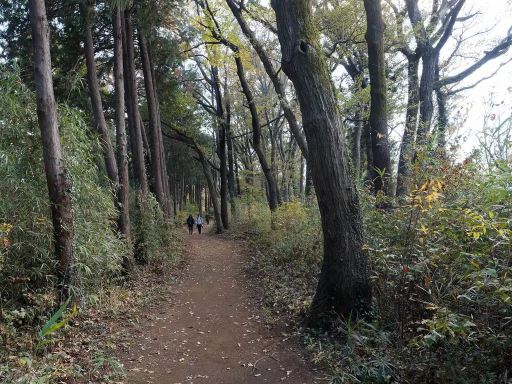 善波峠以降はまた幅広のなだらかな道になる。高速道路だ。
ここから一気にハイカーとすれ違うようになった。みなさん、善波峠から先には進まず、ここで下山するのかな？