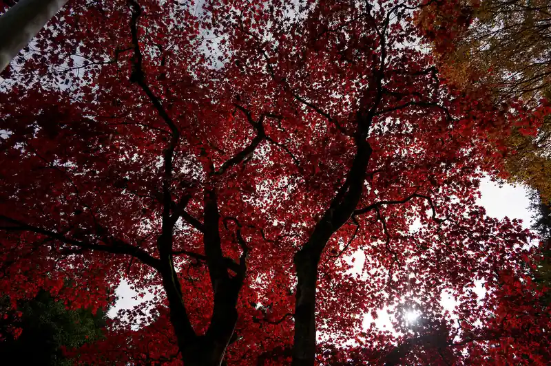 キレイに紅葉しております。