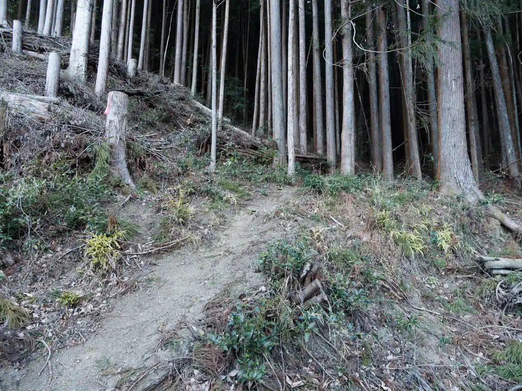 恐らくこの踏み跡だろう、と思いとりあえず歩いてみることに。