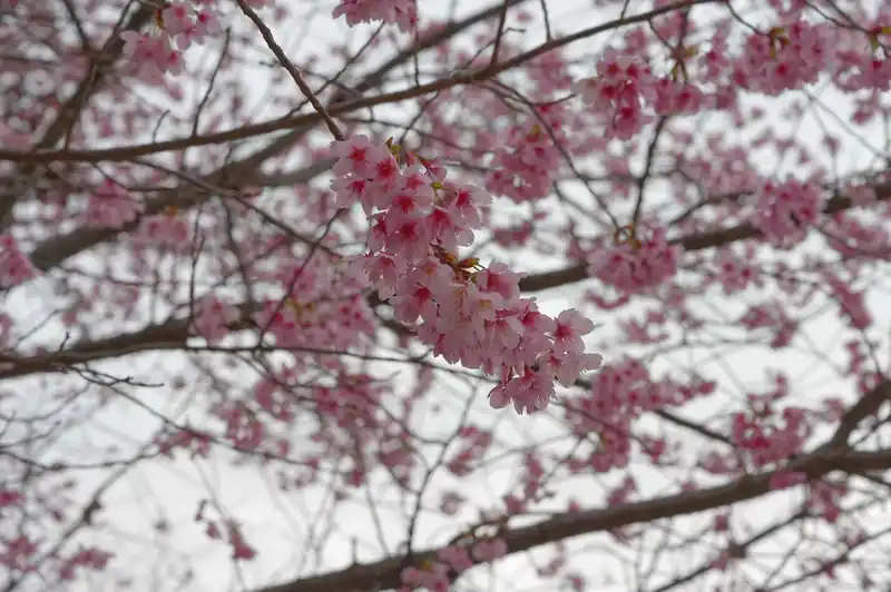 道中わずかに桜が咲いているのを見ることが出来ました。