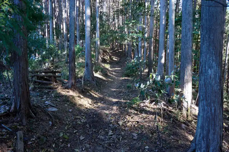 高床式の小屋を過ぎてだいぶしっかりとした道になりました。