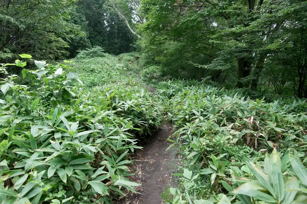 しかし陣馬・高尾縦走路は笹が多い。ここも広義の笹尾根らしいですが、狭義の笹尾根より笹尾根っぽく笹が多い。