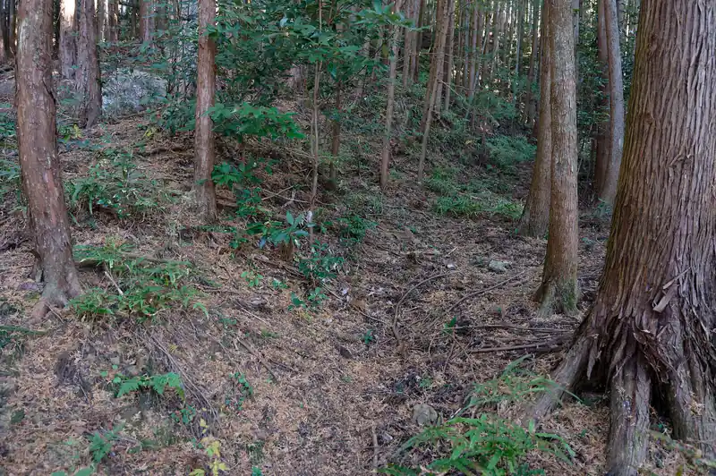 荒れ気味の森の中へ。