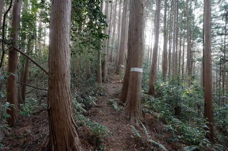 いかにも奥武蔵らしい植林の森だな～
