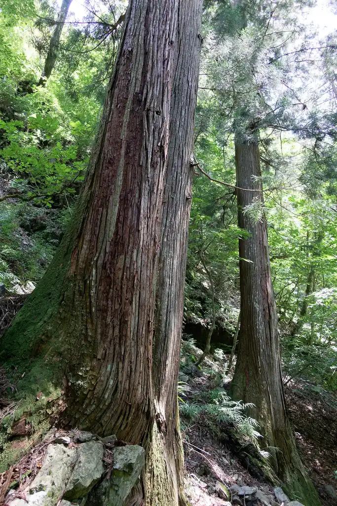 ここもデカい杉が多い道です。奥多摩の御岳山まで通じる道沿いと同じ雰囲気。