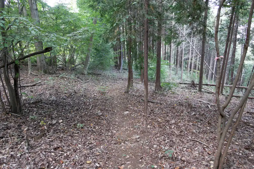 桜道は八方岩よりも人気のなさを感じたのだが、終始道は歩きやすく、特別荒れている感じはなかった。