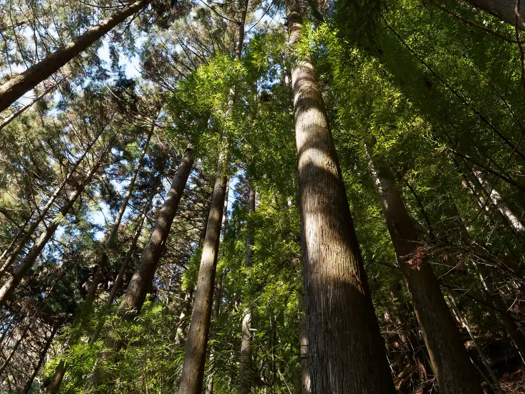 途中道の脇に石垣のある地点に出る。そこは笹が茂っていて青々としていた。
確かに笹は昔から生えてたけど、ここにこんなに生えてたっけ…。